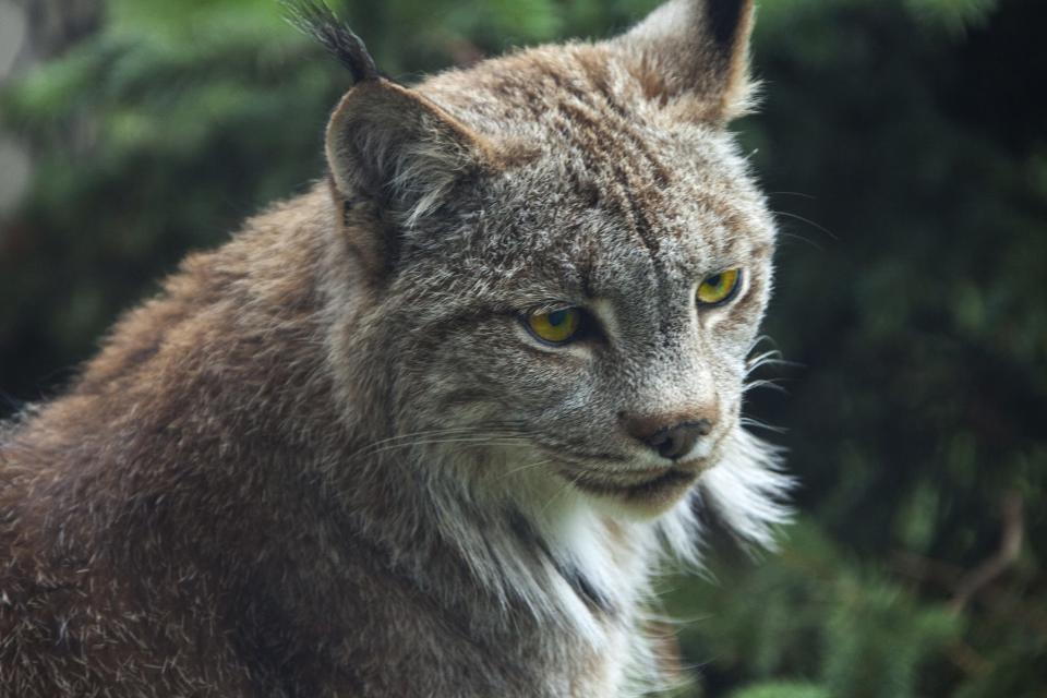 Lynx # 1 | Shutterbug